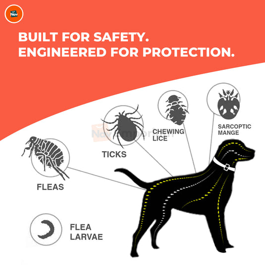 Pet wearing Safe Paws flea collar