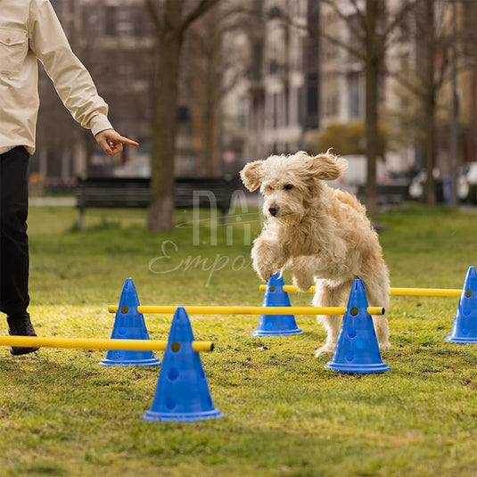 Adjustable dog agility equipment setup