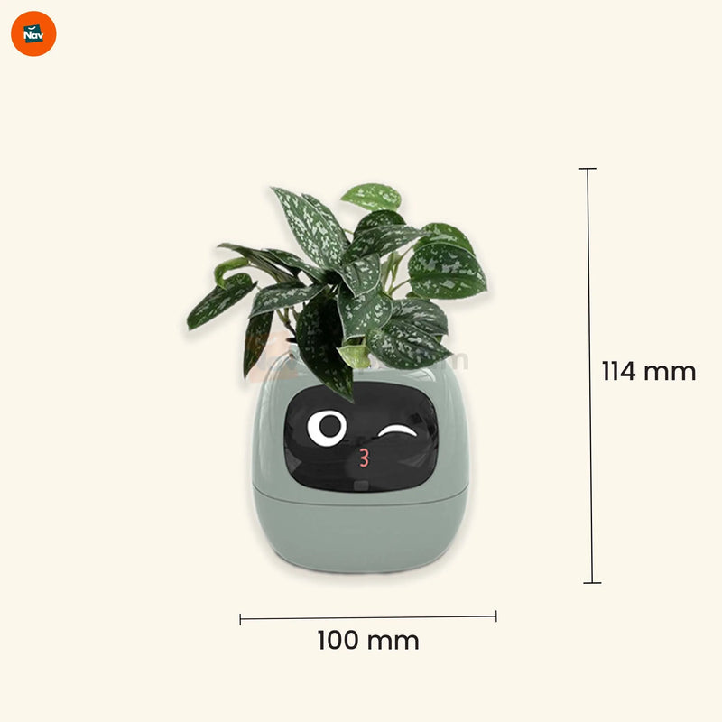 Colorful AI plant pot options
