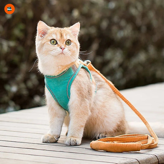 Reflective cat harness set