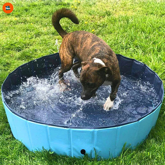 Portable Dog Swimming Pool