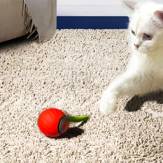 Cat exercise and fun