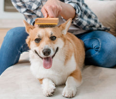 Flea, Tick & Pest Control
