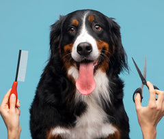 Grooming Supplies