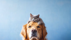 Pet